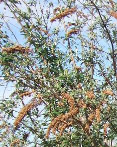 Butterfly bush seedheads in March - click for larger image