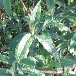 New growth on butterfly bush cut stem - click for larger image