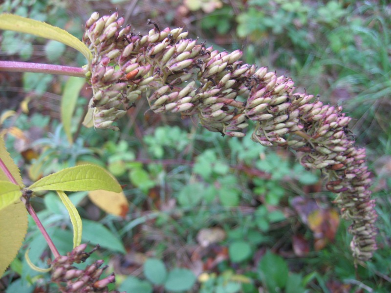 Butterfly bush seed capsules - click for larger image