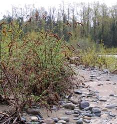 Butterfly bush in the winter on the Tolt River - click for larger image