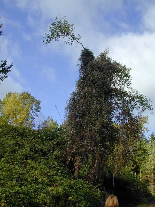 Old Man's Beard (Clematis vitalba) on tree