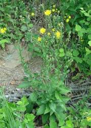 Common hawkweed (Hieracium lachenalii) - click for larger image