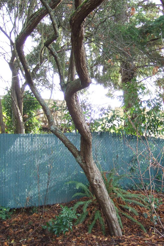 Common hawthorn - Crataegus monogyna - trunk