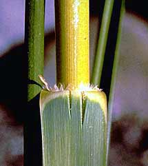 Common cordgrass (Spartina anglica) stem closeup