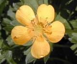 Creeping buttercup Flower - click for larger image