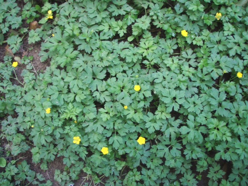creeping buttercup flowering patch