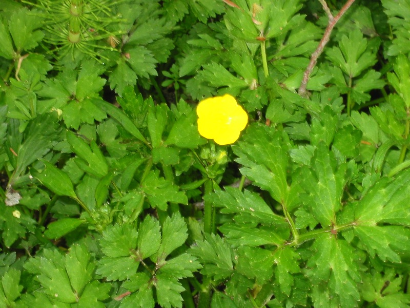 Creeping buttercup leaves and flower