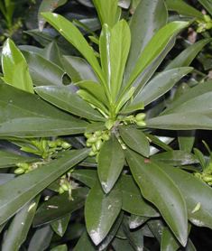 Spurge Laurel (Daphne laureola) with immature berries, click for larger image