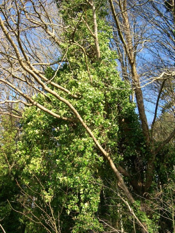 English ivy blanketing tree