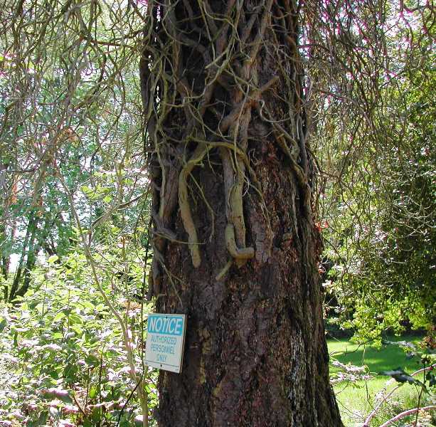 English ivy vines on tree trunk