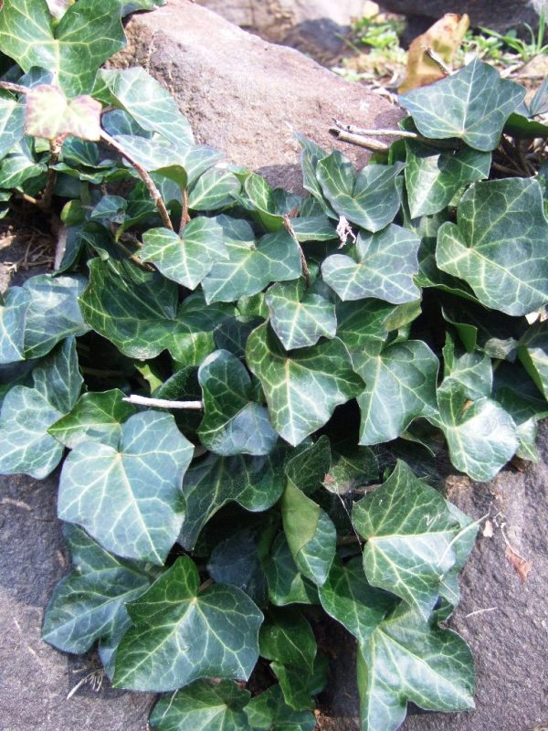 3 Common Green Trailing Ivy EVERGREEN Climbing Groundcover Plants English Rooted