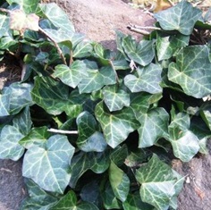 English ivy leaves on a rock wall - click for larger image