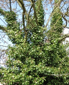 English ivy covering a tree - click for larger image