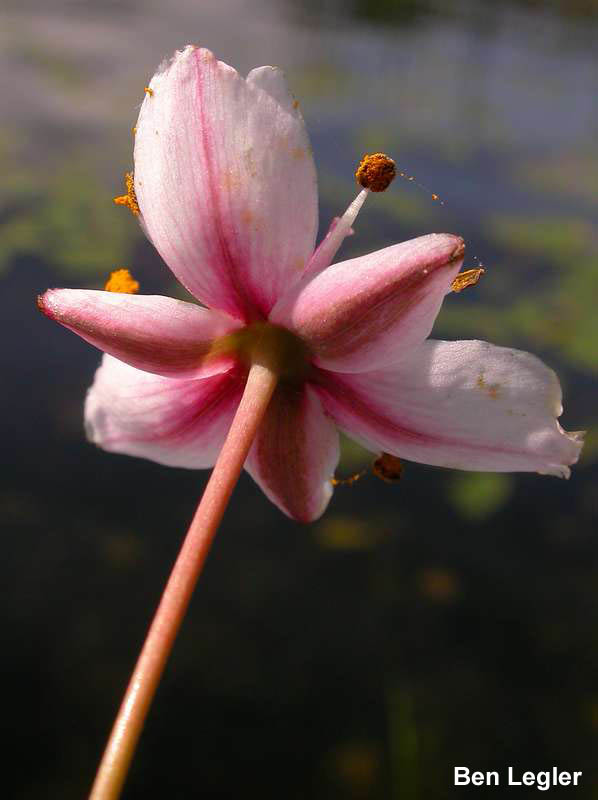 Flowering-rush (Butomus umbellatus) flower underside