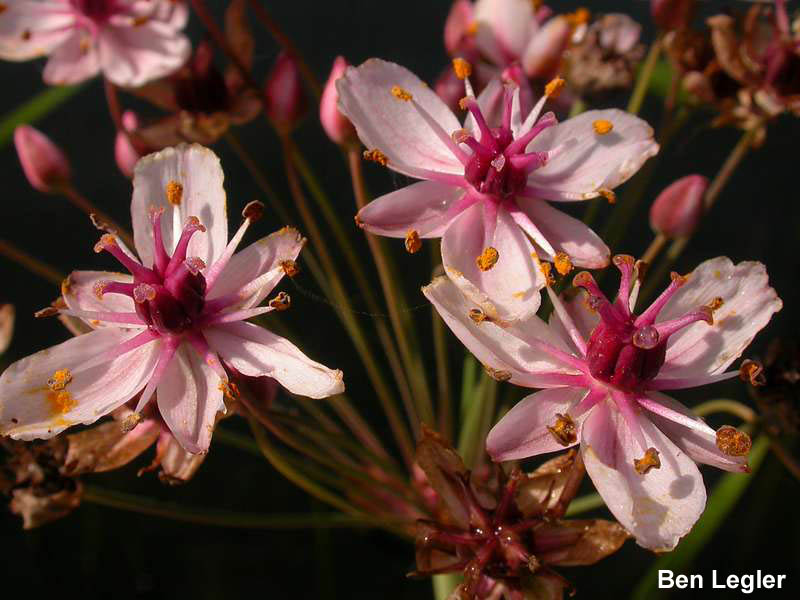 Flowering-rush (Butomus umbellatus) flowers closeup