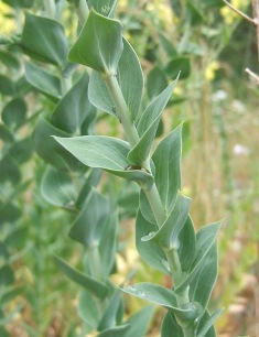 Dalmatian Toadflax leaves - click for larger image