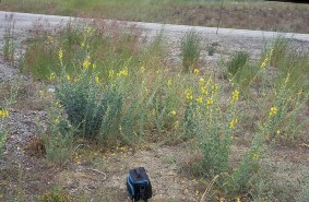 Dalmatian Toadflax roadside infestation - click for larger image