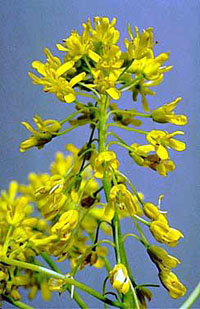 Dyer's woad identification and control: Isatis tinctoria - King County