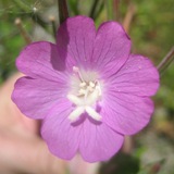 Hairy Willow-herb (Epilobium hirsutum) flower closeup - click for larger image