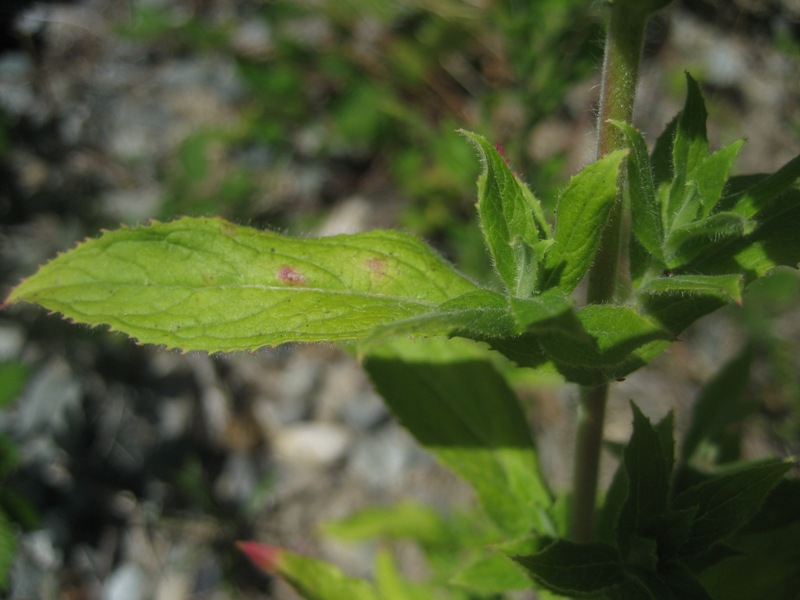 Hairy Willow-herb (Epilobium hirsutum) leaf