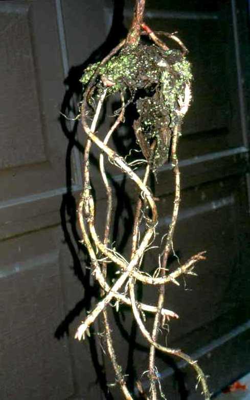 Hairy Willow-herb (Epilobium hirsutum) root