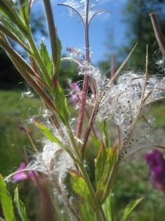 Hairy Willow-herb (Epilobium hirsutum) seeds dispersing - click for larger image