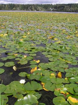 fragrant water lily infestation on Cottage Lake - click for larger image