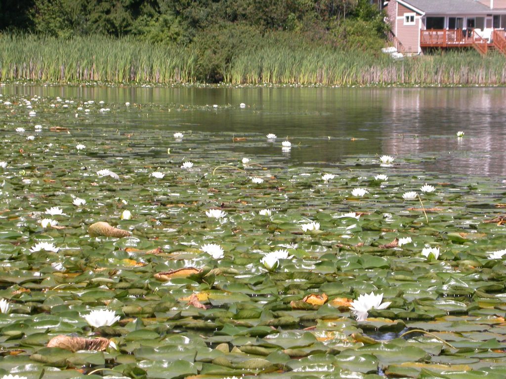 fragrant water lily lake infestation 