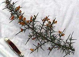 gorse and knife comparison - click for larger image