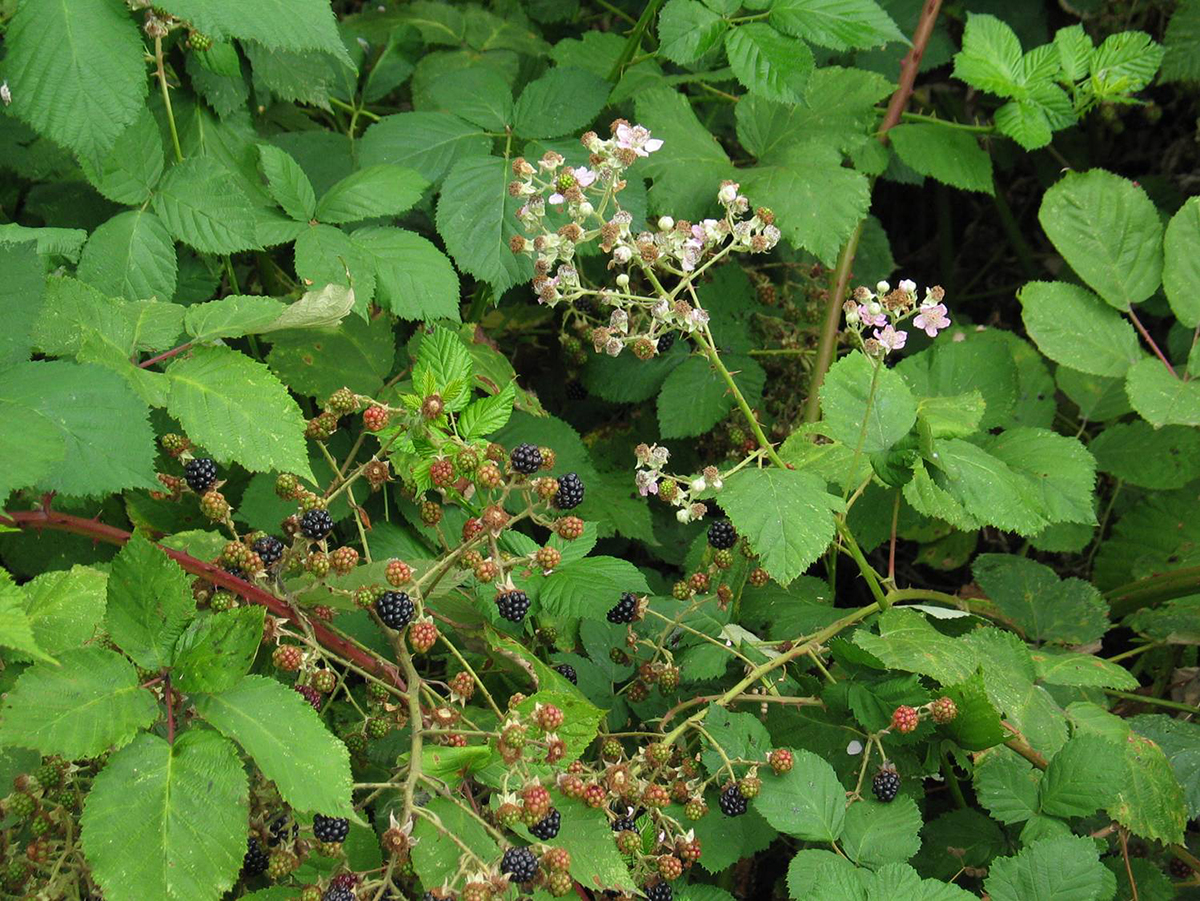 Himalayan blackberry identification and control Rubus bifrons or ...