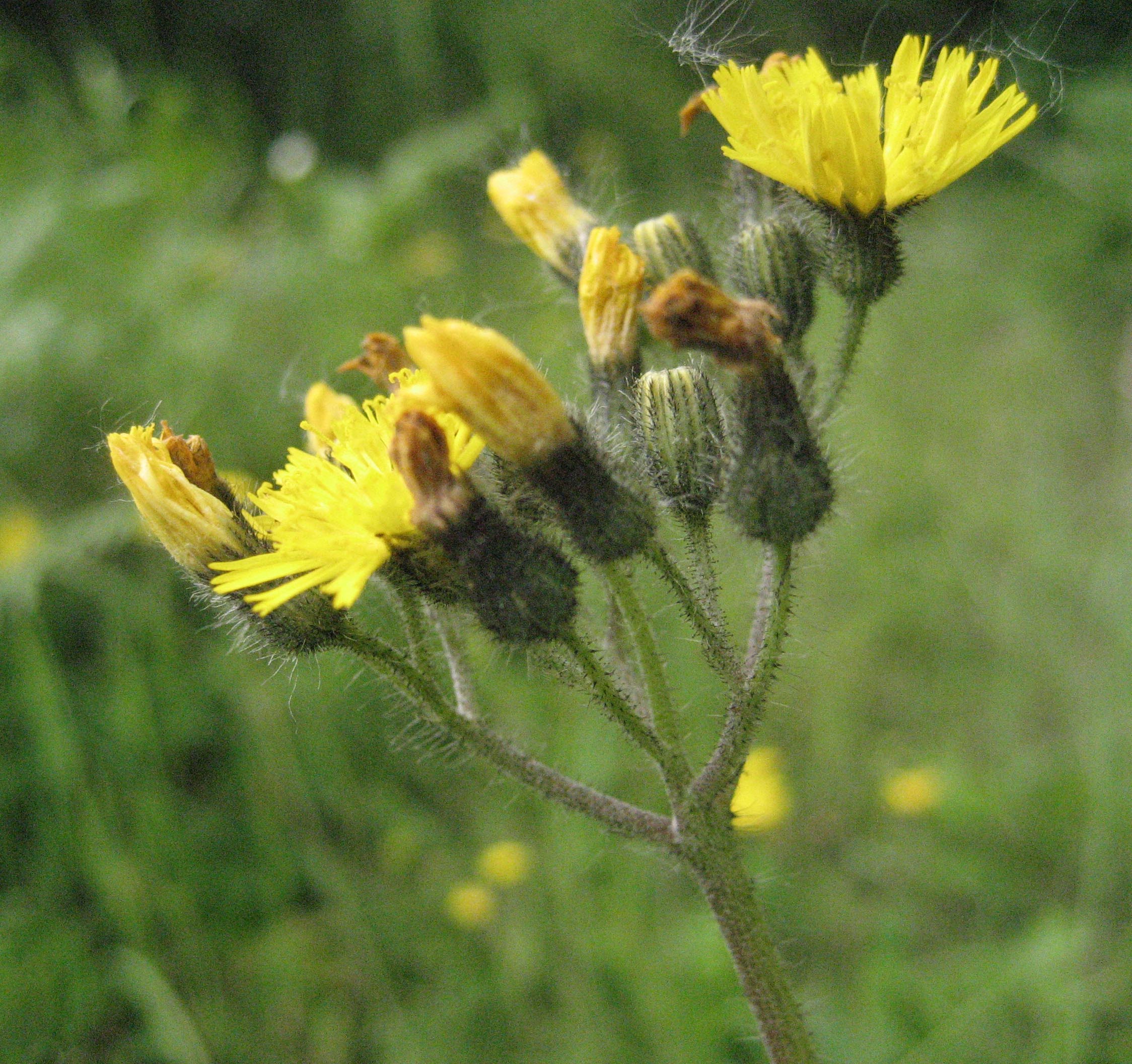 Yellow hawkweed identification and control: Hieracium caespitosum ...