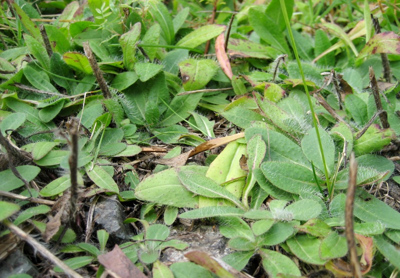 dense patch of yellow hawkweed rosettes
