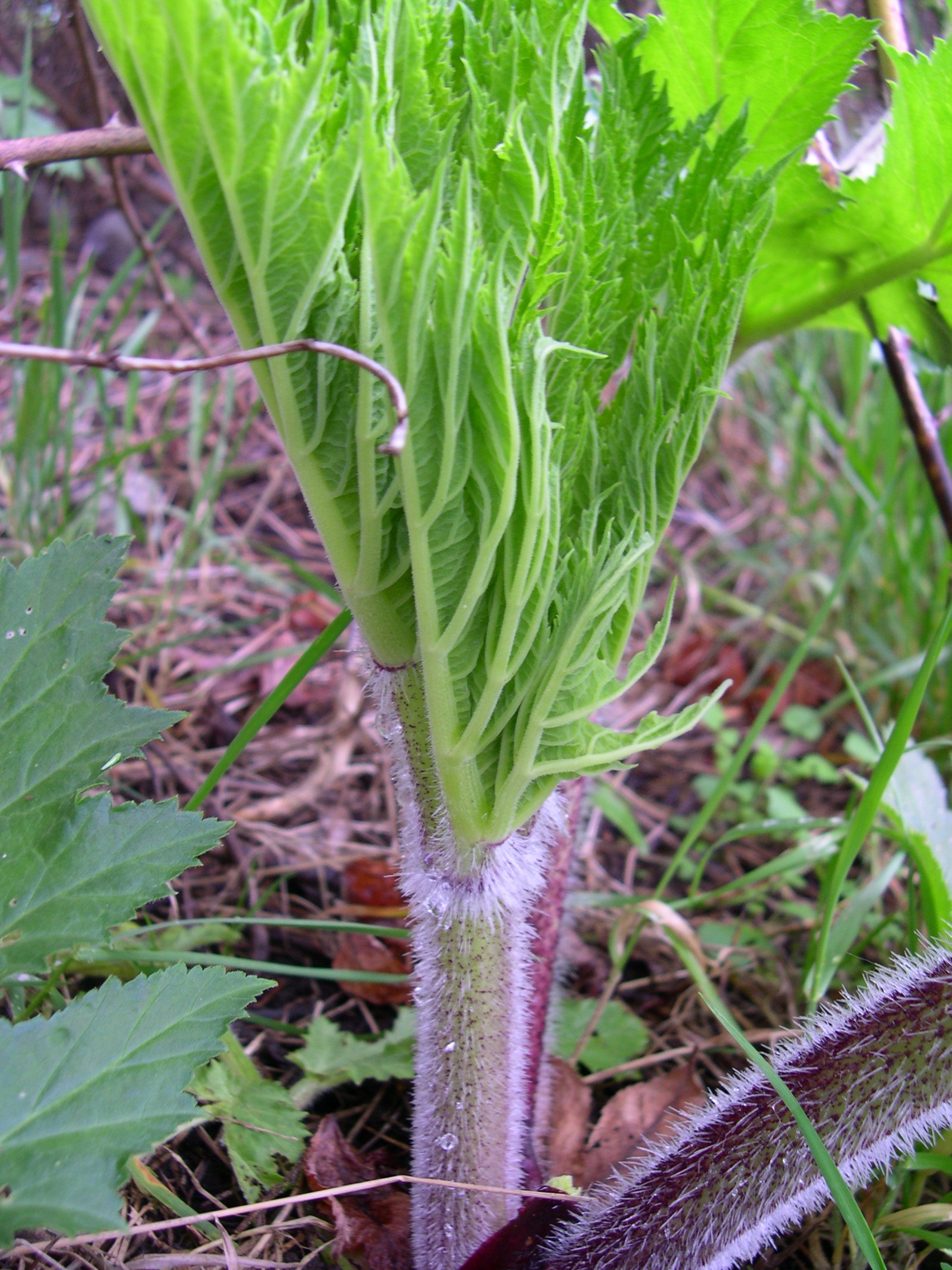 Giant hogweed new growth