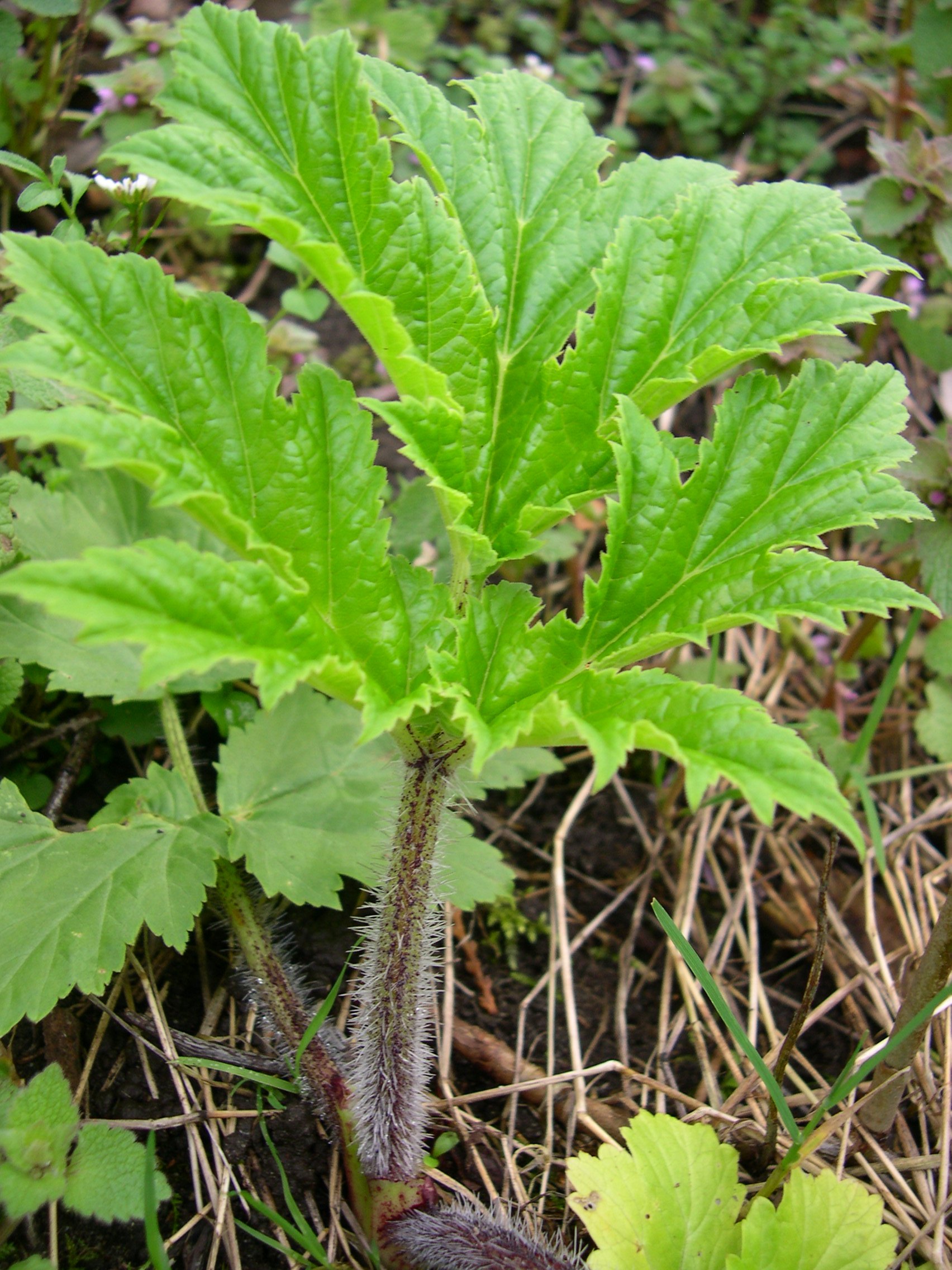 Giant hogweed identification and control: Heracleum mantegazzianum