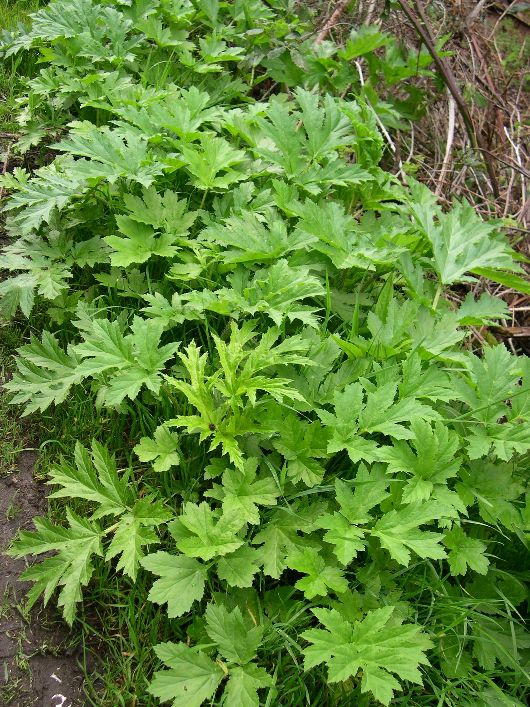 Giant hogweed patch
