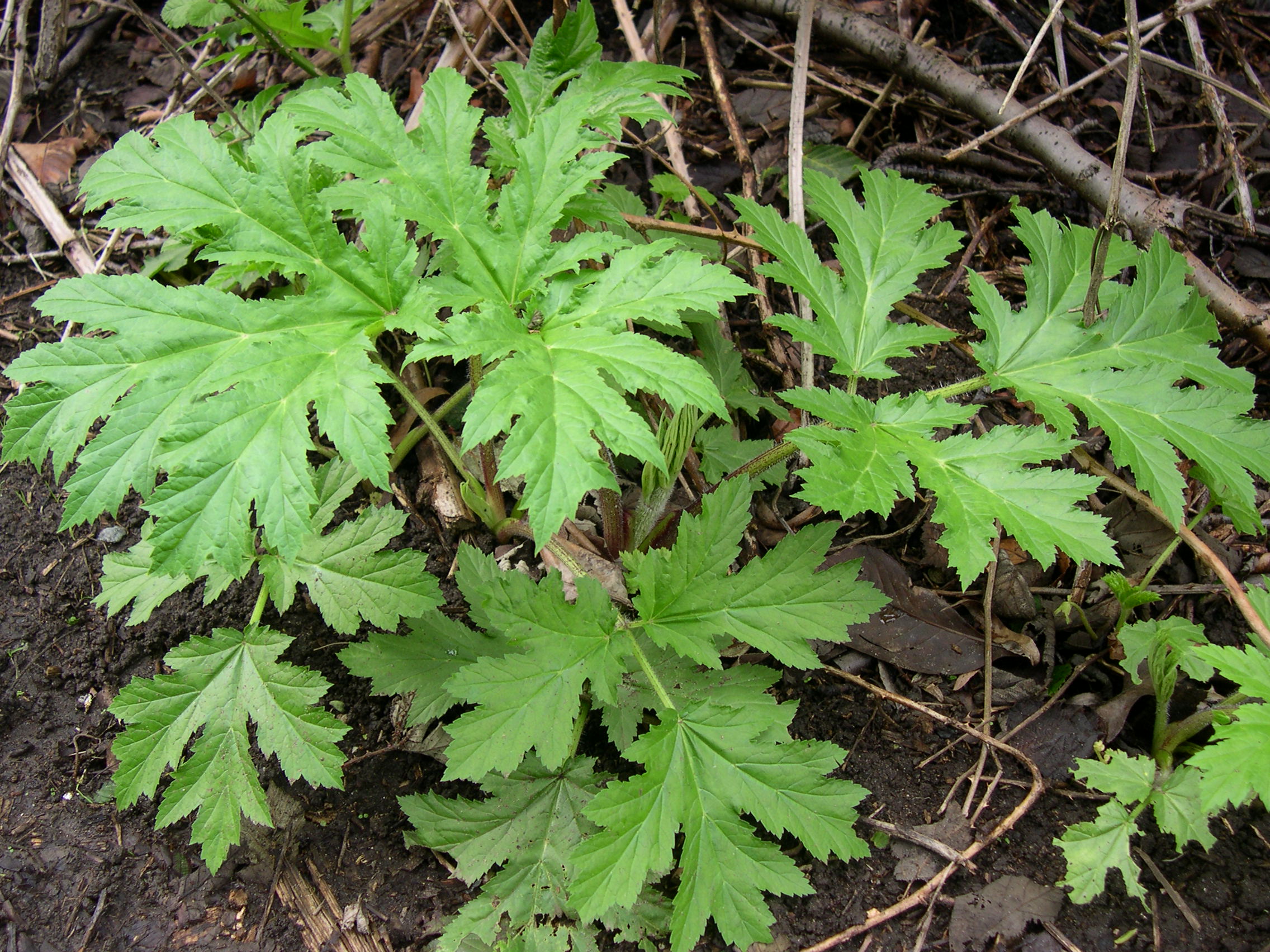 Giant hogweed young plant