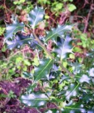 English holly leaves - click for larger image