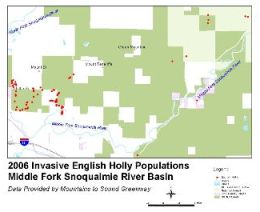 Map of English holly populations in Middle Fork Snoqualmie - Click for larger image