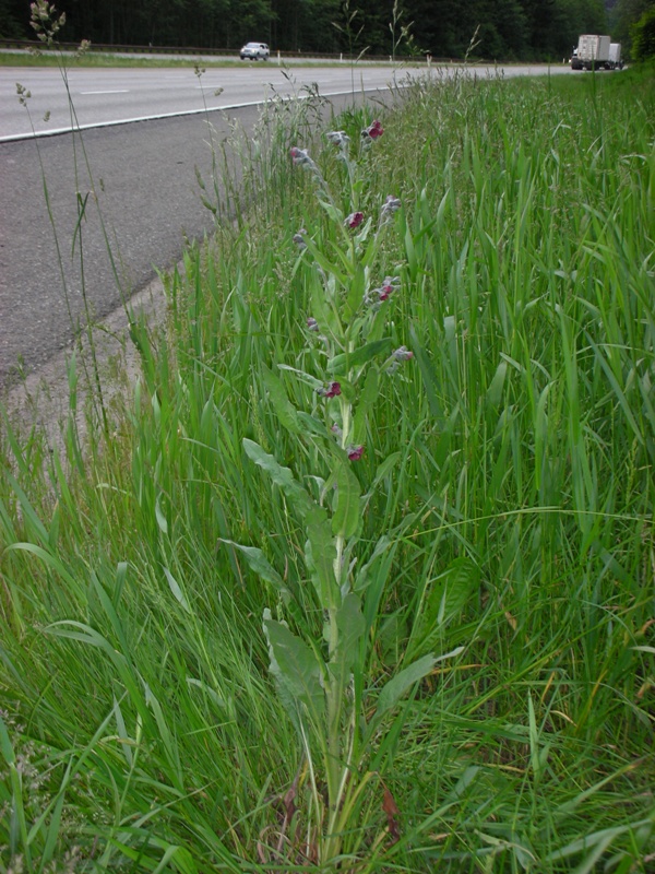 Houndstongue identification and control: Cynoglossum officinale - King