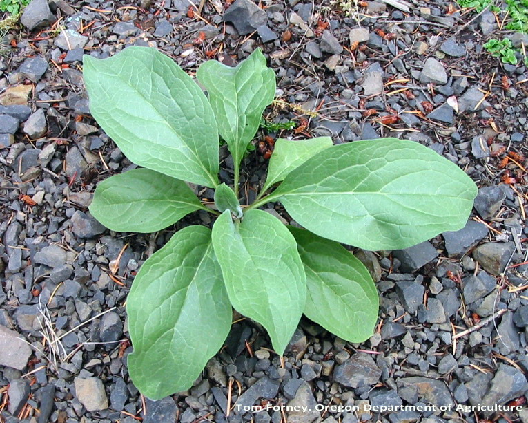 Young houndstongue plant