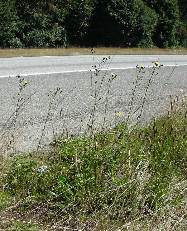 European hawkweed (Hieracium sabaudum) on I-90 road shoulder