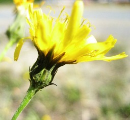 European hawkweed (Hieracium sabaudum) flower - click for larger image
