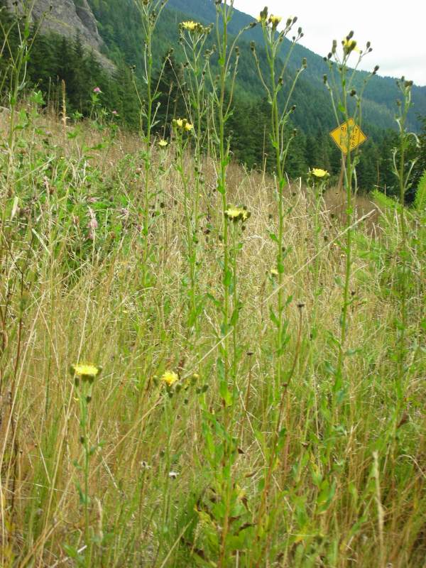 European hawkweed (Hieracium sabaudum) flowering in grass field