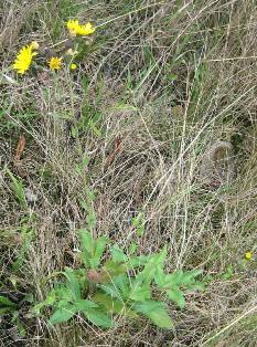 European hawkweed (Hieracium sabaudum) flowering plant - click for larger image