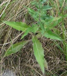 European hawkweed (Hieracium sabaudum) lower leaves - click for larger image