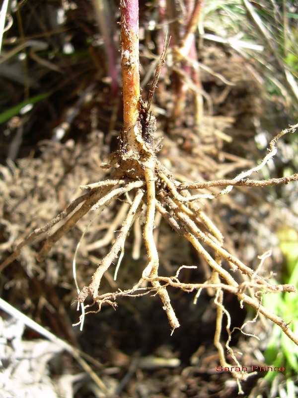 European hawkweed (Hieracium sabaudum) roots