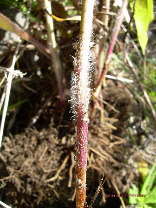 European hawkweed (Hieracium sabaudum) stem base hairs
