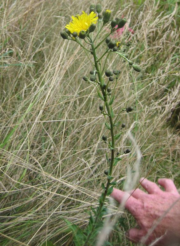 European hawkweed (Hieracium sabaudum) stem with flowers and buds
