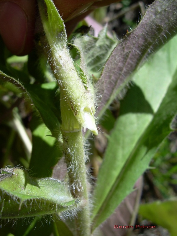 European hawkweed (Hieracium sabaudum) stem hairs