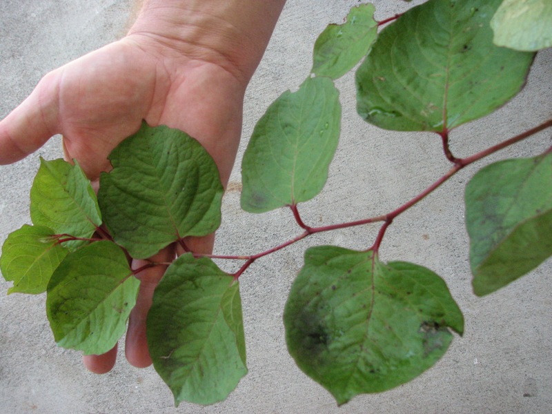 Image of Japanese knotweed stem identification